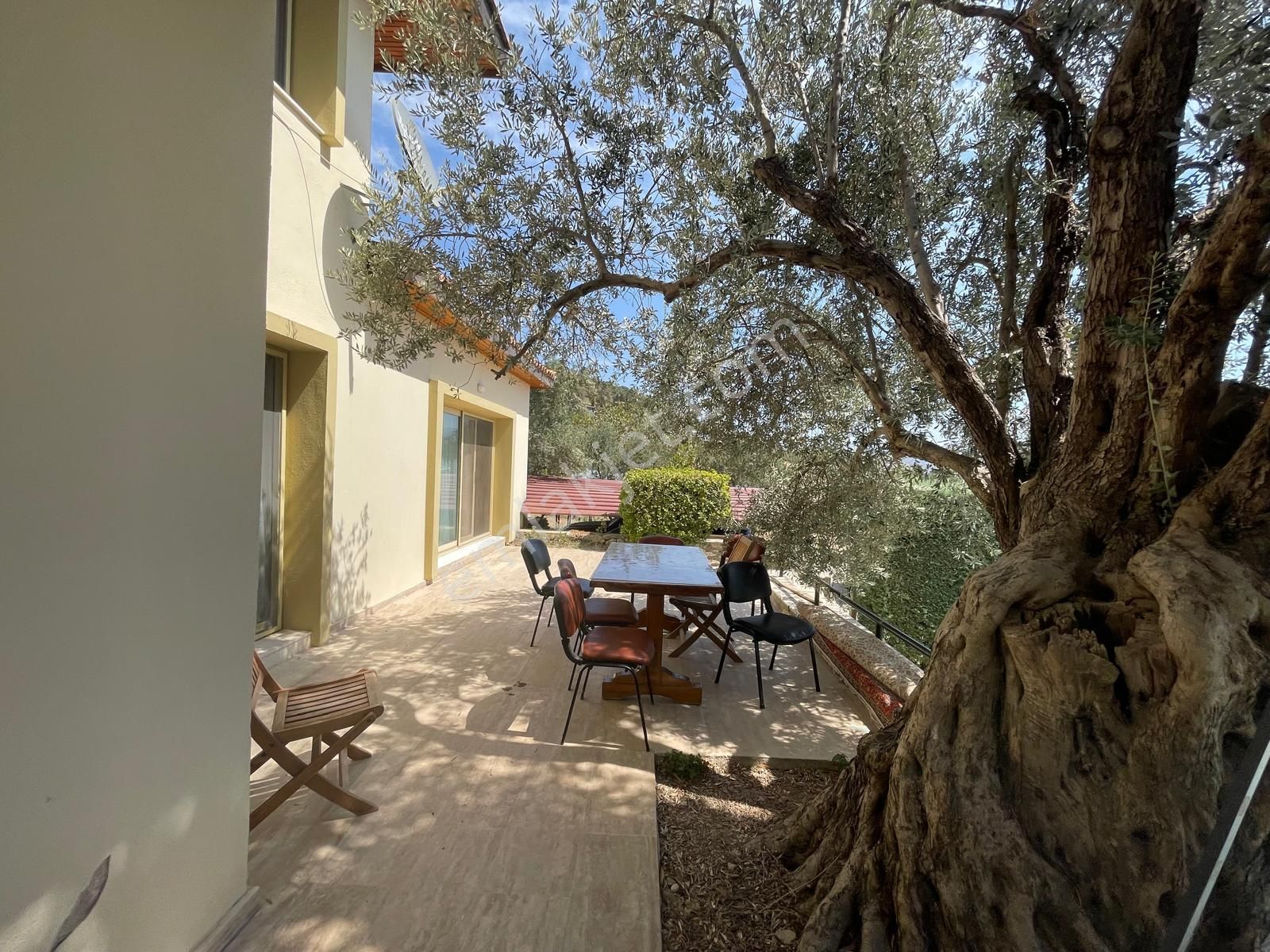 İzmir Torbalı Saipler De Satılık Çiftlik - Görsel 3