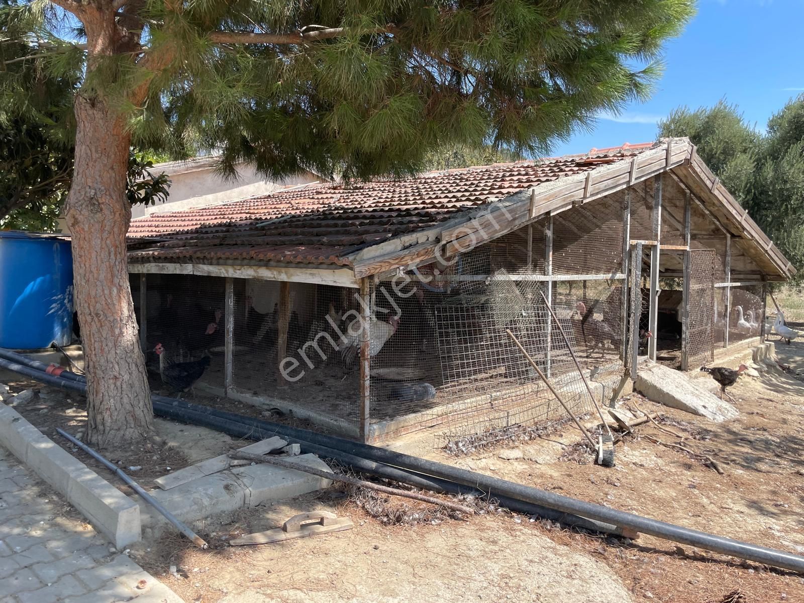 İzmir Torbalı Saipler De Satılık Çiftlik - Görsel 11