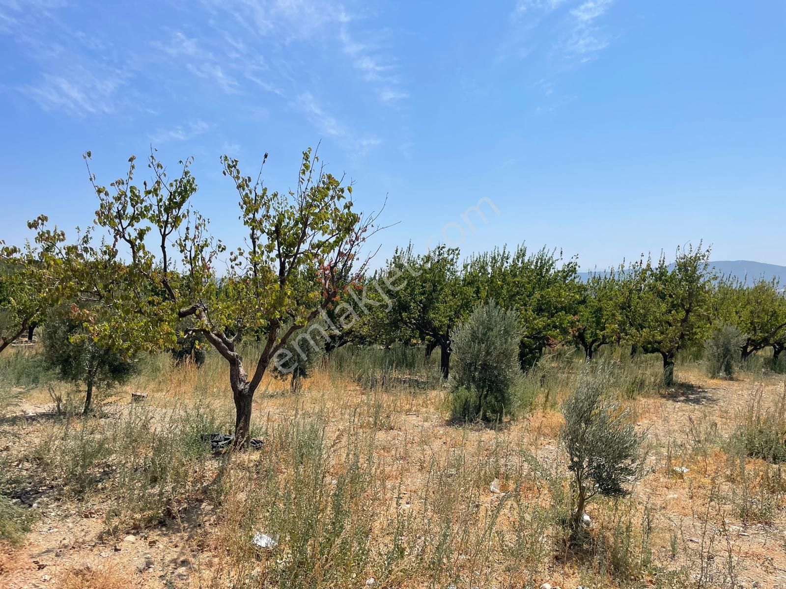 İzmir Torbalı Saipler De Satılık Çiftlik - Görsel 17