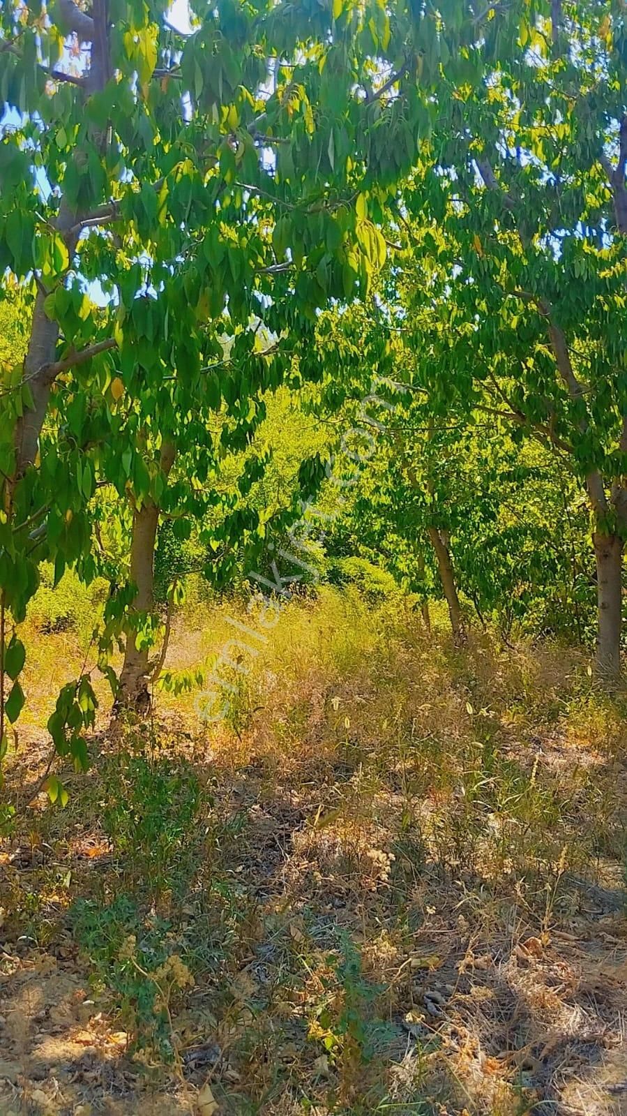 Ermenek'te Müstakil Tapu Meyve Ağaçlı 334 M2 Bahçe - Görsel 4