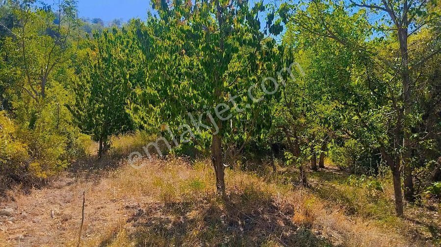 Ermenek'te Müstakil Tapu Meyve Ağaçlı 334 M2 Bahçe - Görsel 6