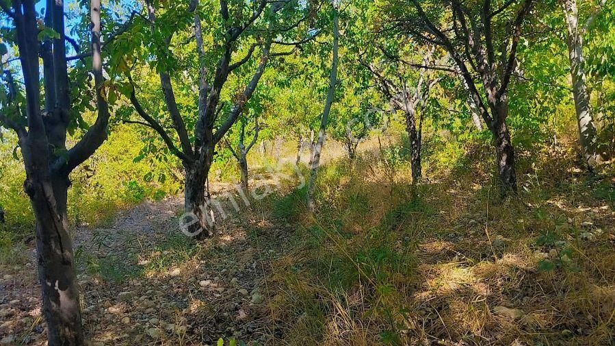 Ermenek'te Müstakil Tapu Meyve Ağaçlı 334 M2 Bahçe - Görsel 7