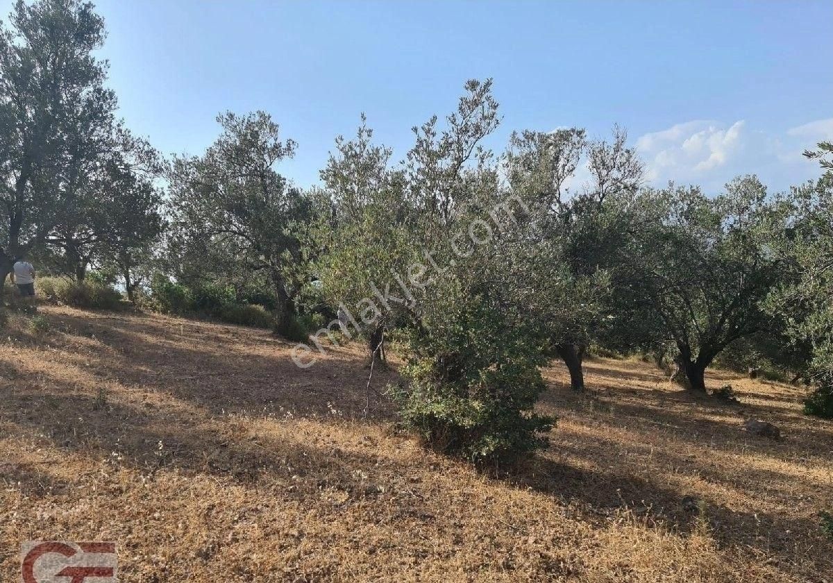 Kelepir Fiyata Pelitköy Sahil Tarafında Kadastro Yollu Satılık Zeytinlik - Görsel 5