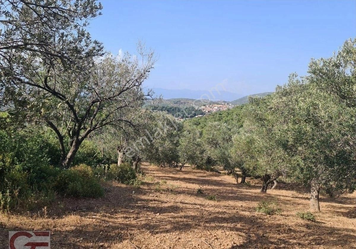 Kelepir Fiyata Pelitköy Sahil Tarafında Kadastro Yollu Satılık Zeytinlik