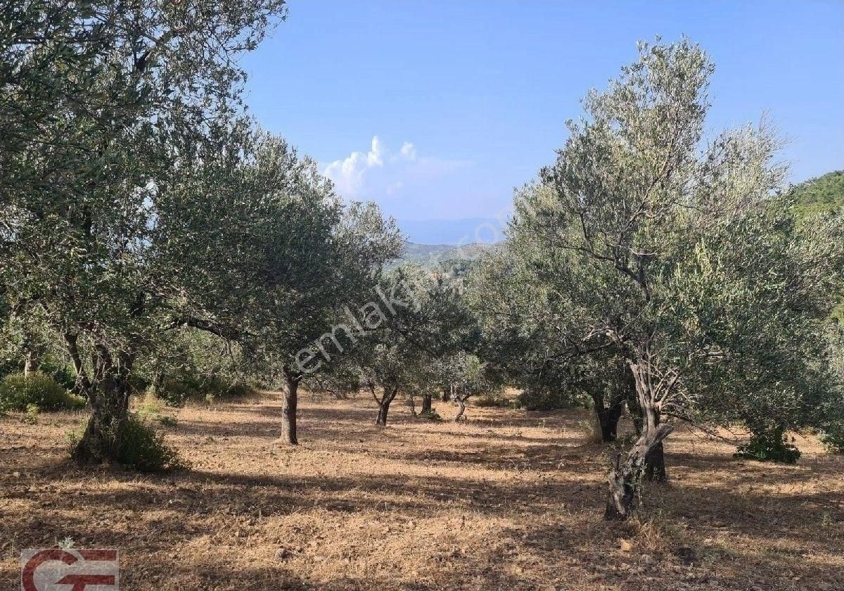 Kelepir Fiyata Pelitköy Sahil Tarafında Kadastro Yollu Satılık Zeytinlik - Görsel 4