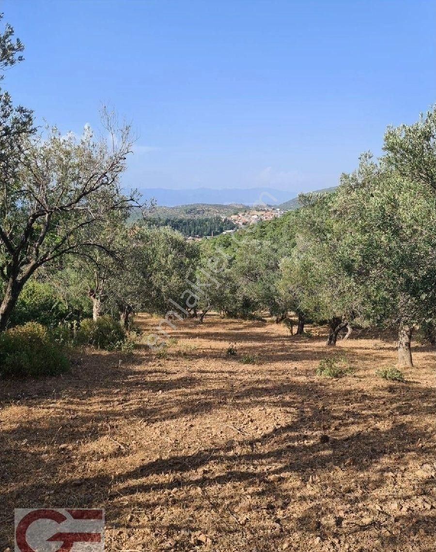 Kelepir Fiyata Pelitköy Sahil Tarafında Kadastro Yollu Satılık Zeytinlik - Görsel 3
