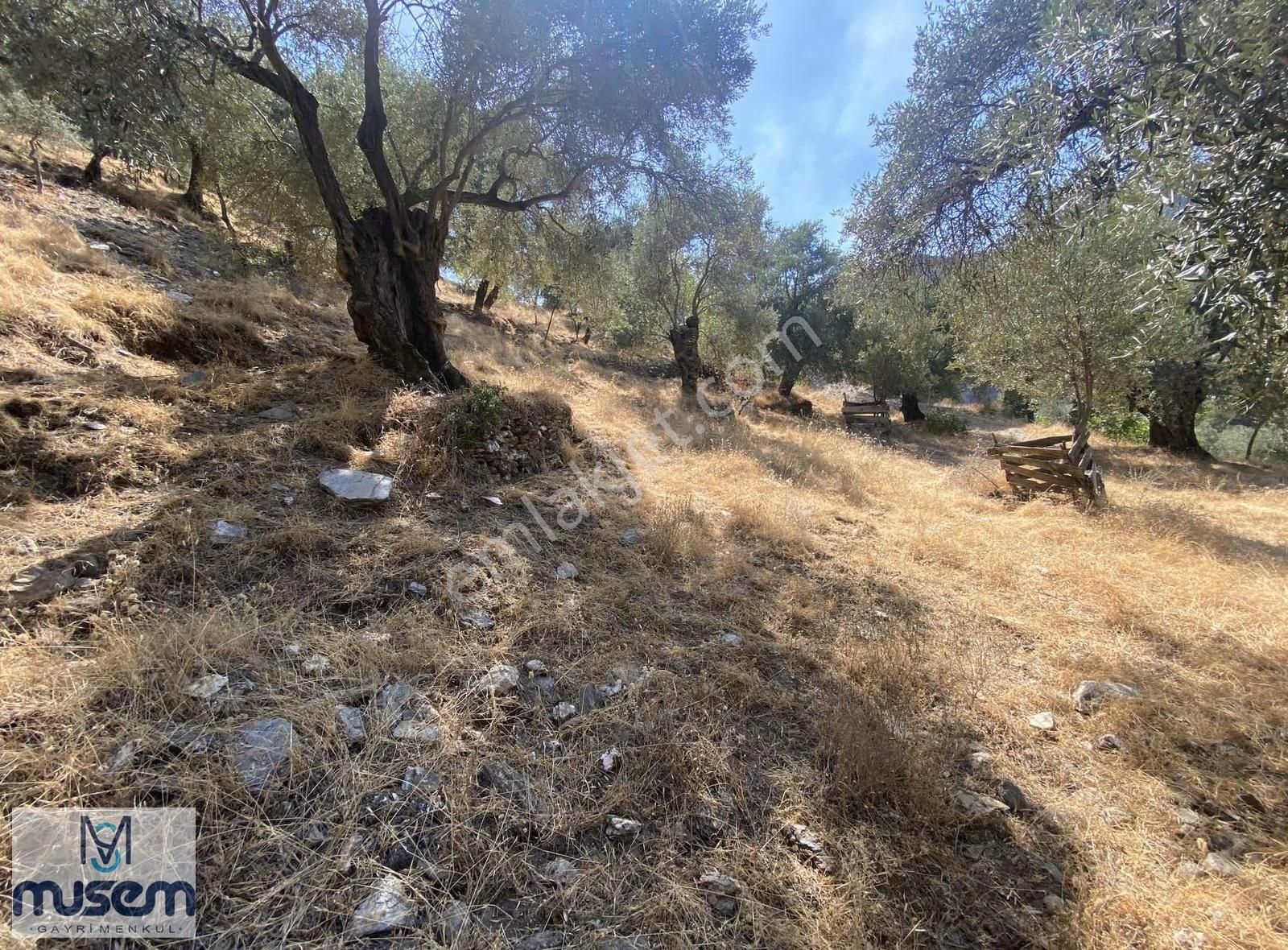 Aydın Efeler Zeytinköyde Satılık Zeytinlik - Görsel 20