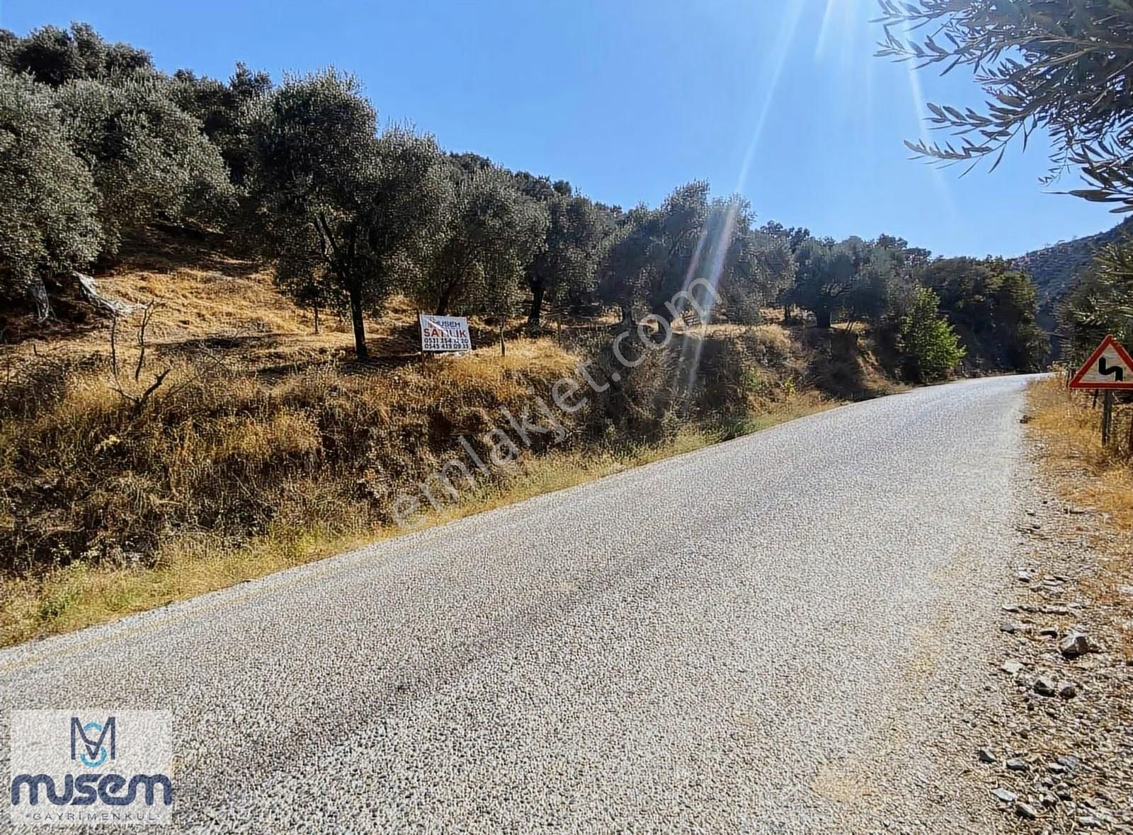 Aydın Efeler Zeytinköyde Satılık Zeytinlik - Görsel 5