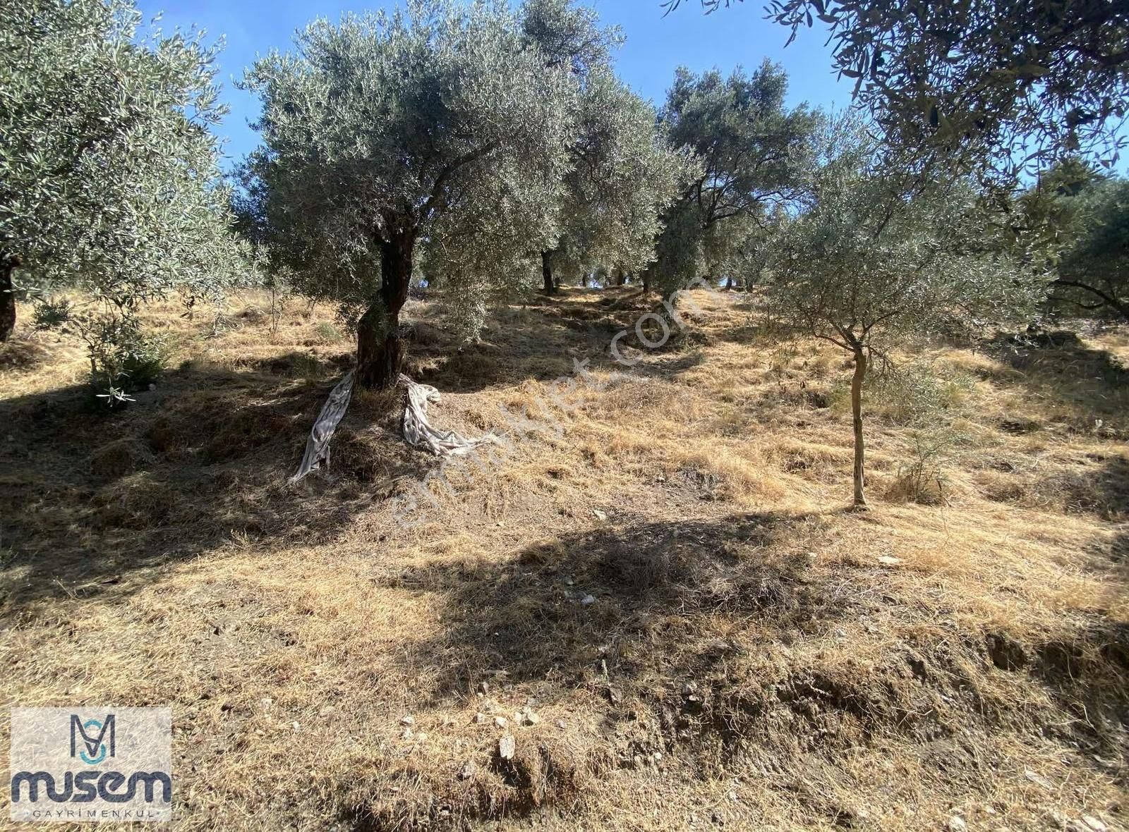 Aydın Efeler Zeytinköyde Satılık Zeytinlik - Görsel 9