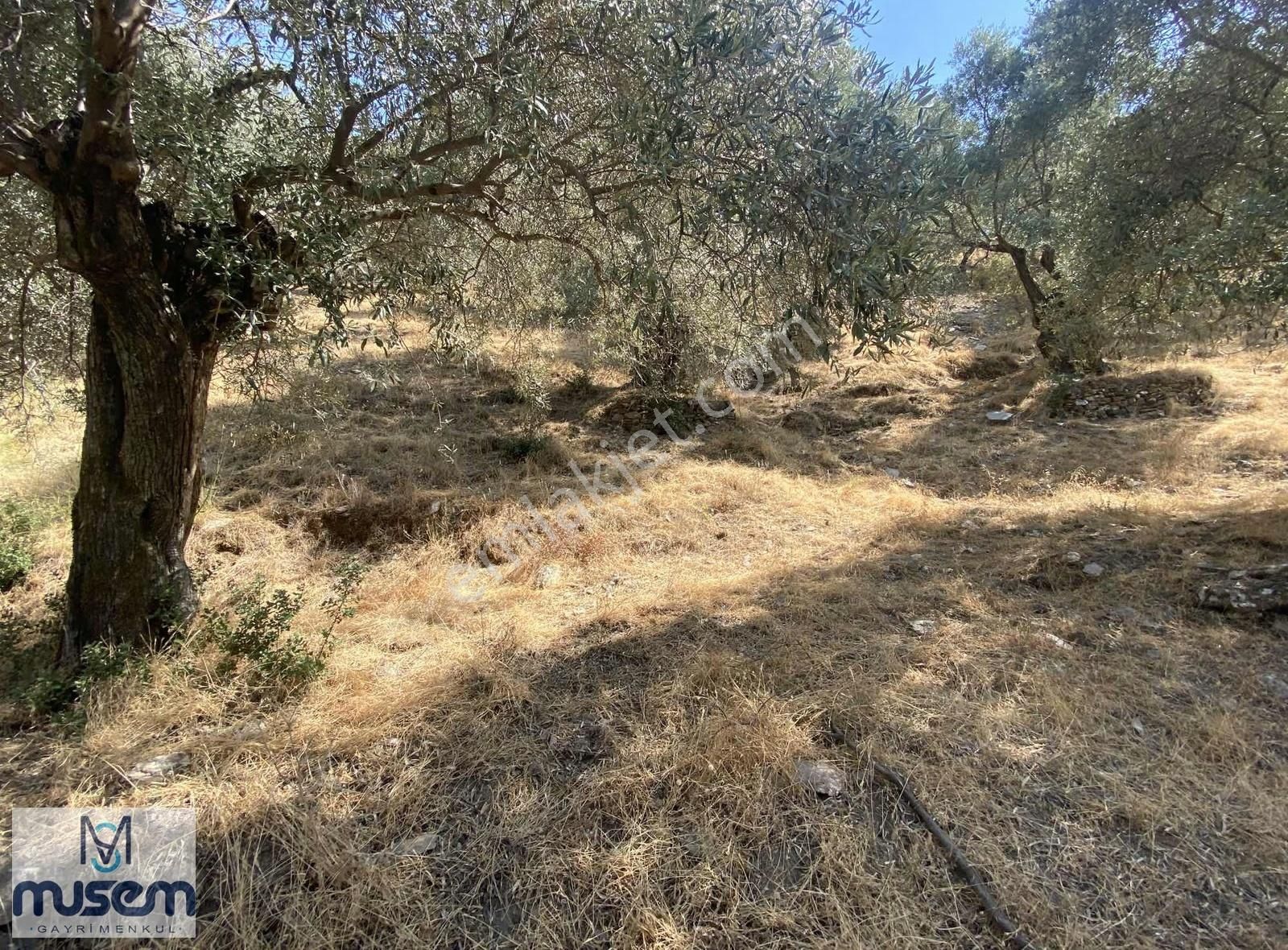 Aydın Efeler Zeytinköyde Satılık Zeytinlik - Görsel 13