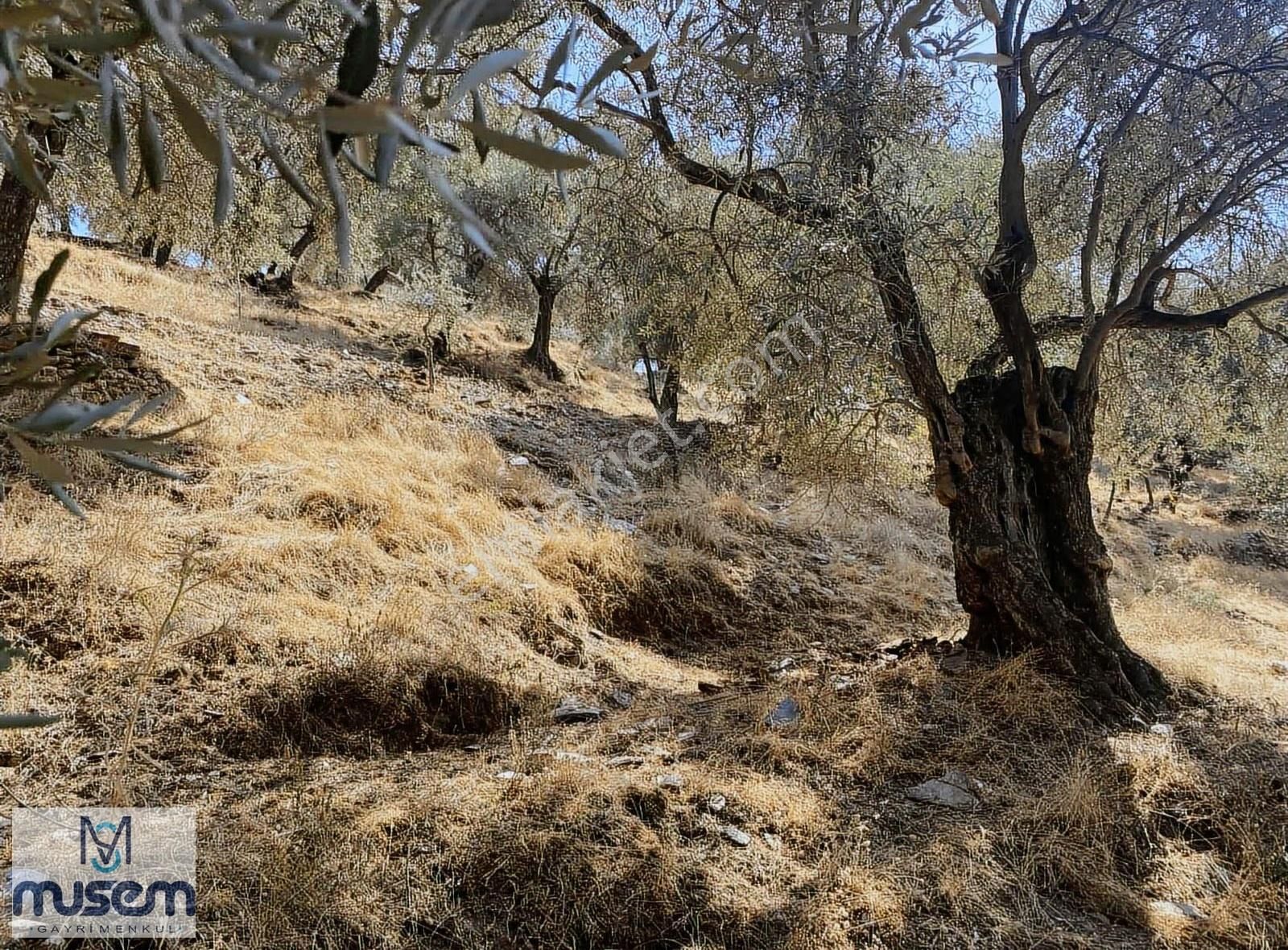 Aydın Efeler Zeytinköyde Satılık Zeytinlik - Görsel 10