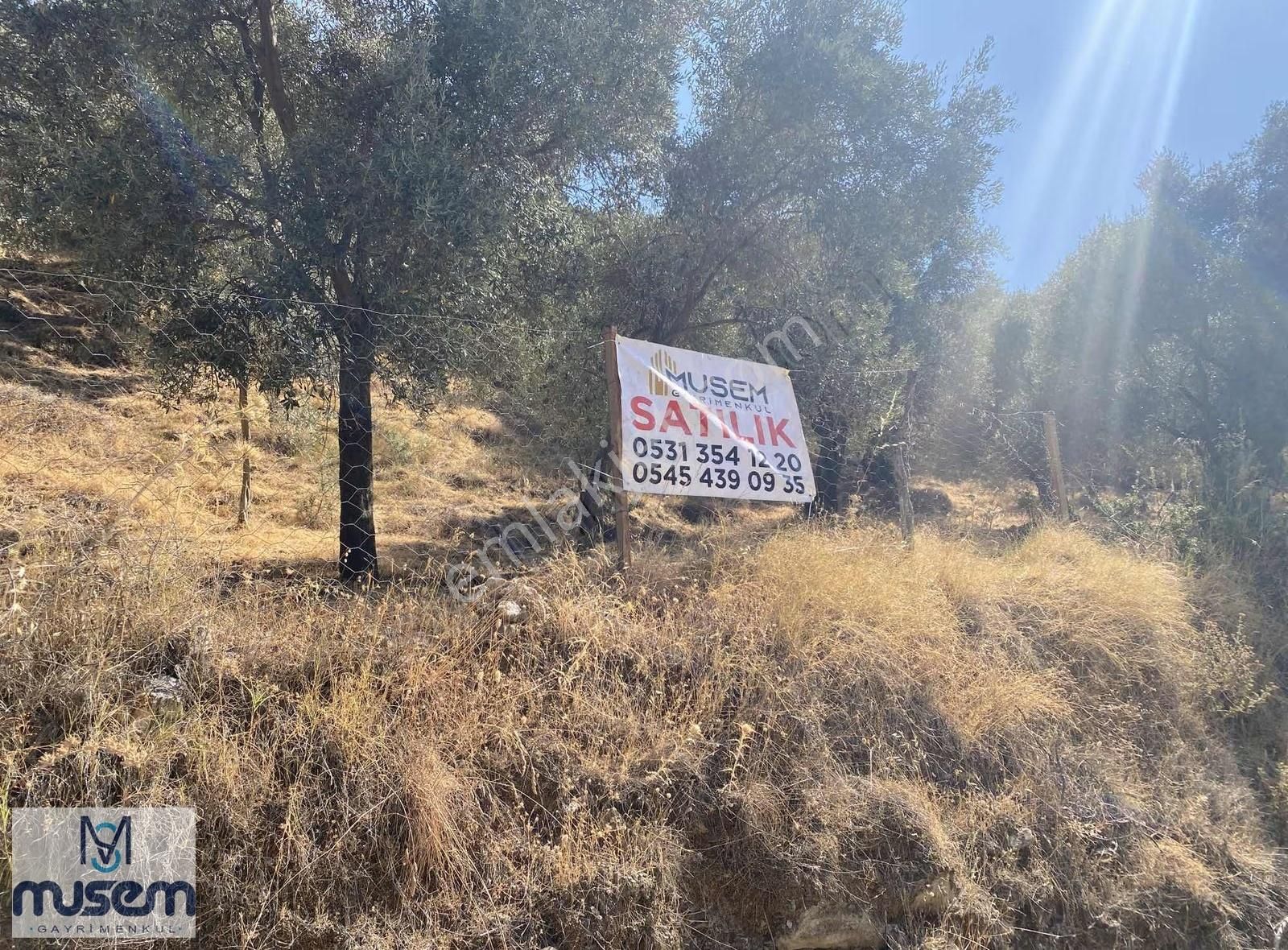 Aydın Efeler Zeytinköyde Satılık Zeytinlik - Görsel 15