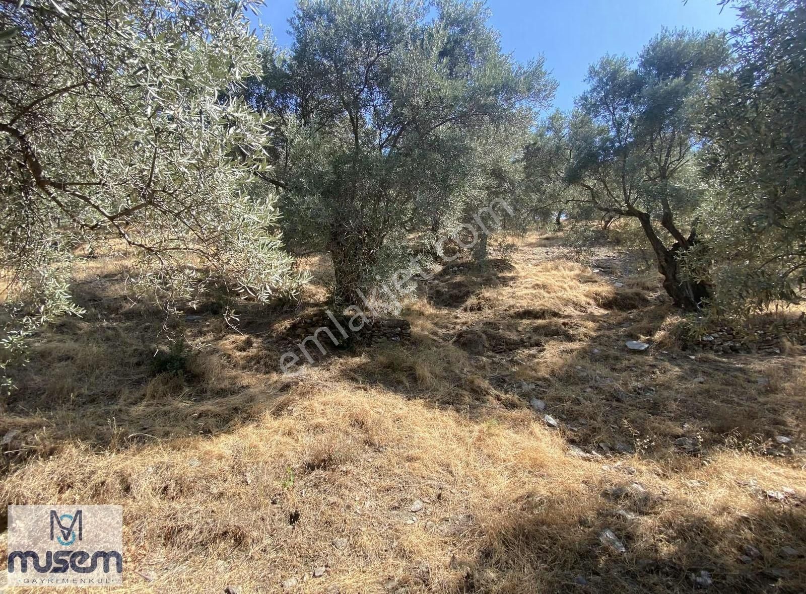 Aydın Efeler Zeytinköyde Satılık Zeytinlik - Görsel 17