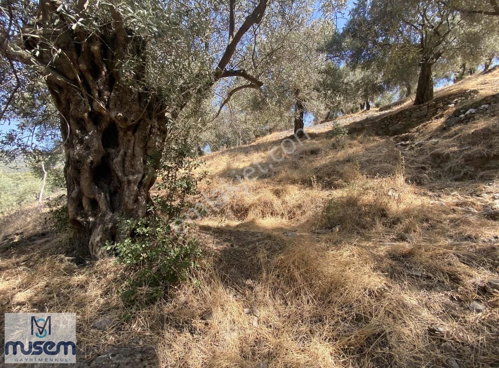 Aydın Efeler Zeytinköyde Satılık Zeytinlik - Görsel 18