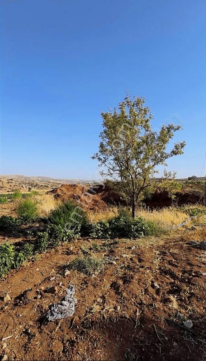 Beymahall Gyo Beşkuyu Yatırımlık Fırsat Bölgede Arazi - Görsel 2