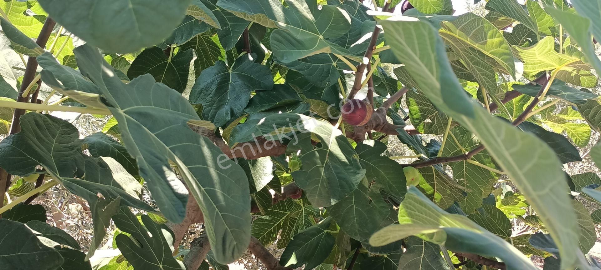 Kumluca Erentepe De( Gerçen) Satılık Bahçe - Görsel 10