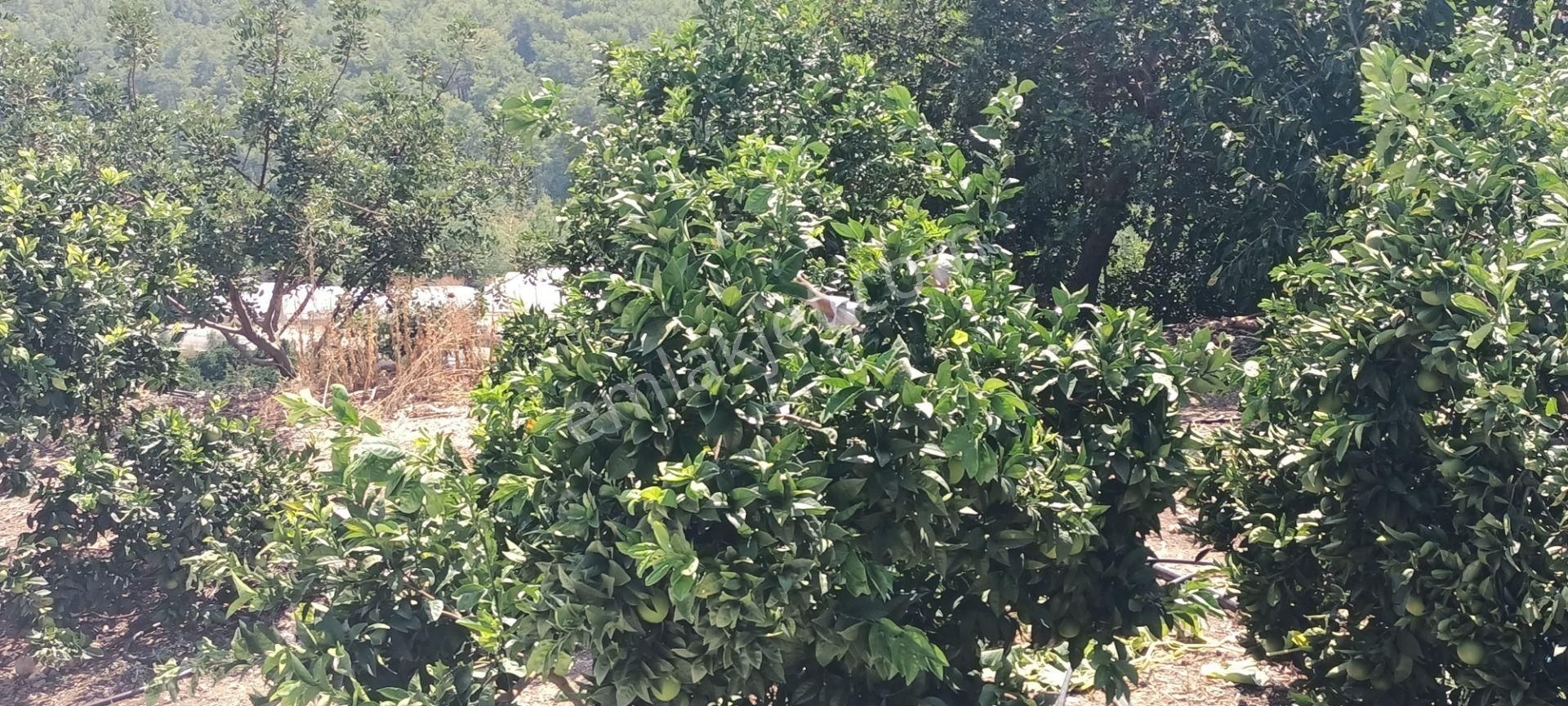Kumluca Erentepe De( Gerçen) Satılık Bahçe - Görsel 17