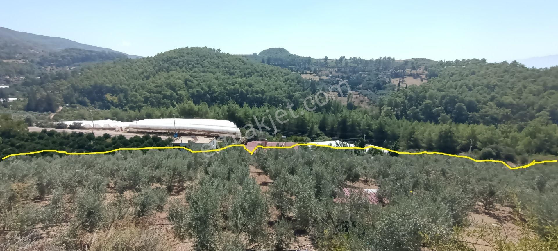 Kumluca Erentepe De( Gerçen) Satılık Bahçe - Görsel 24