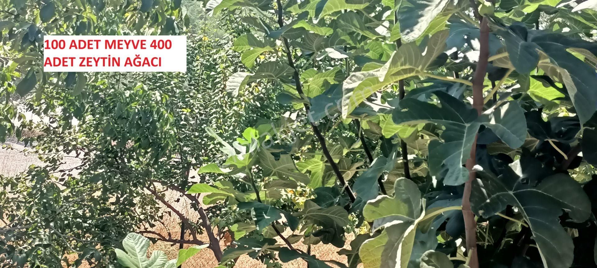 Kumluca Erentepe De( Gerçen) Satılık Bahçe - Görsel 7