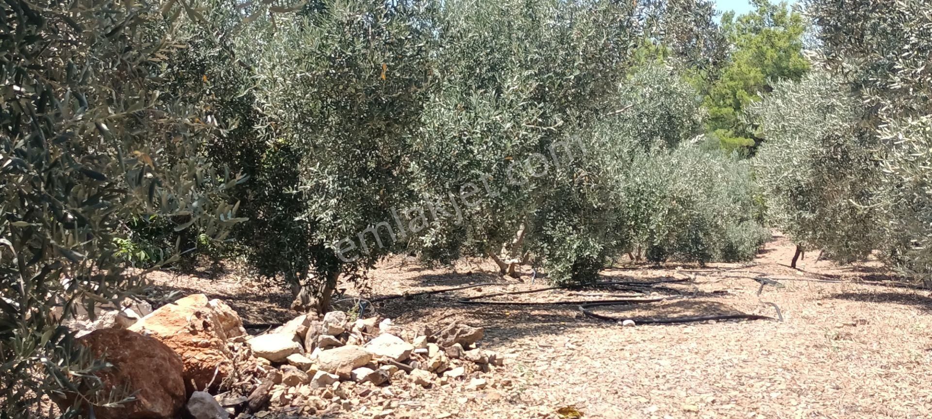 Kumluca Erentepe De( Gerçen) Satılık Bahçe - Görsel 9
