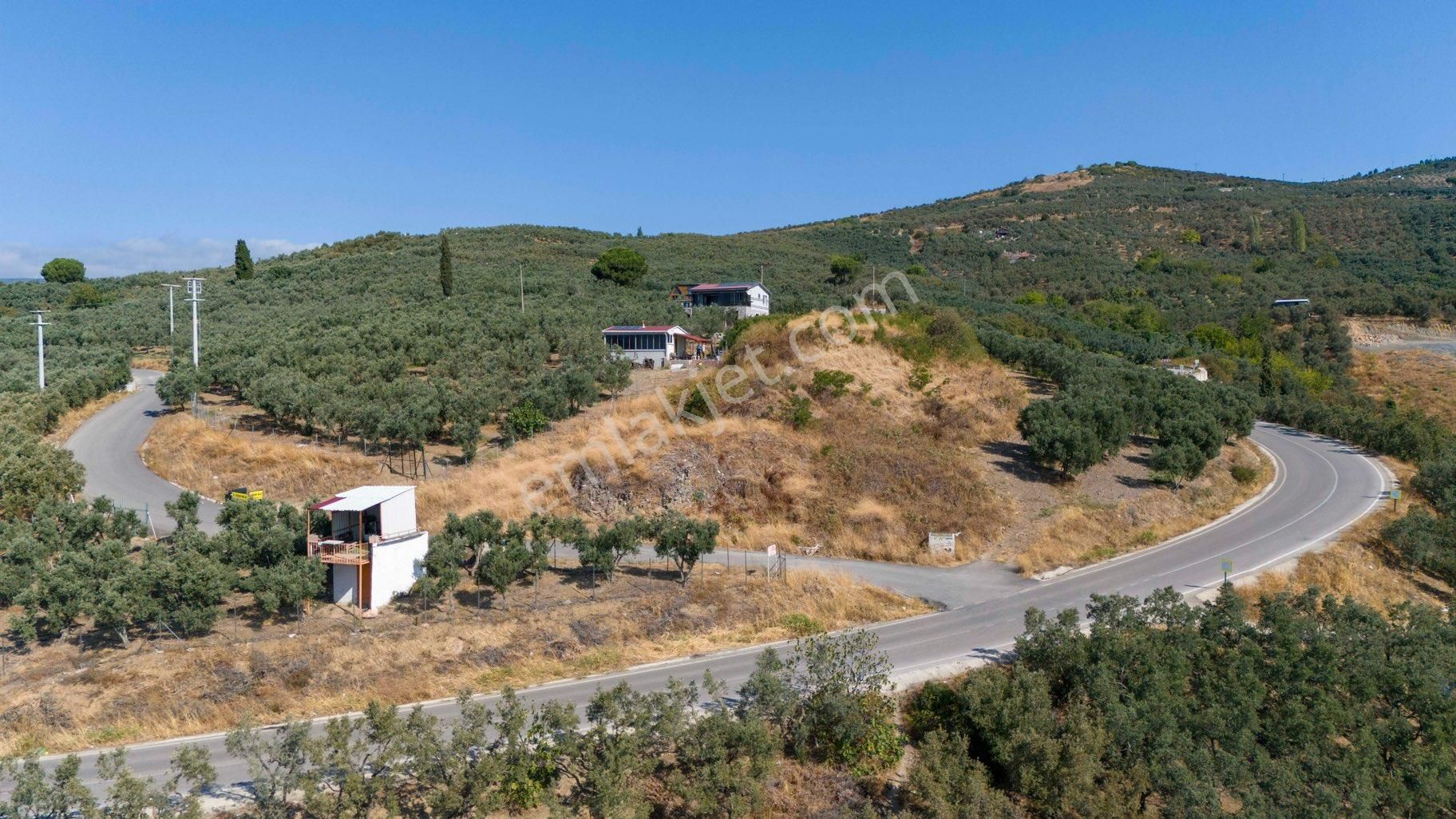 Köşem Emlaktan Satılık Zeytinlik - Görsel 4