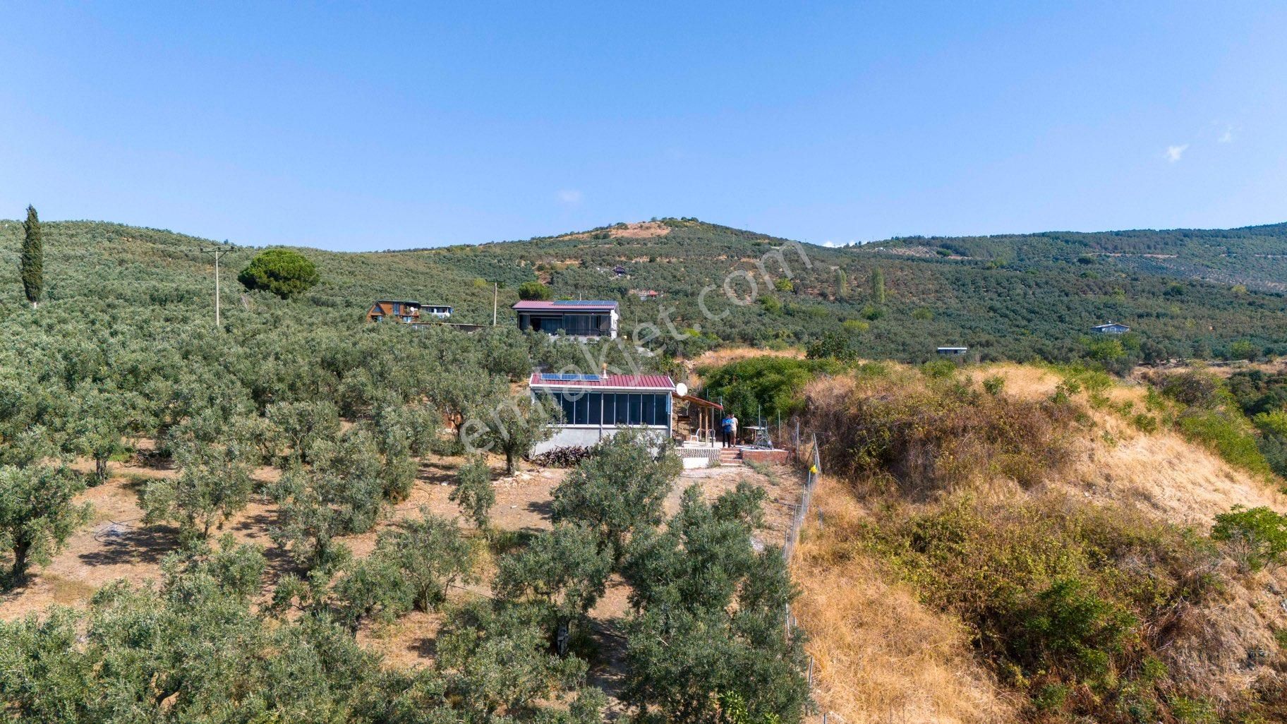 Köşem Emlaktan Satılık Zeytinlik - Görsel 9