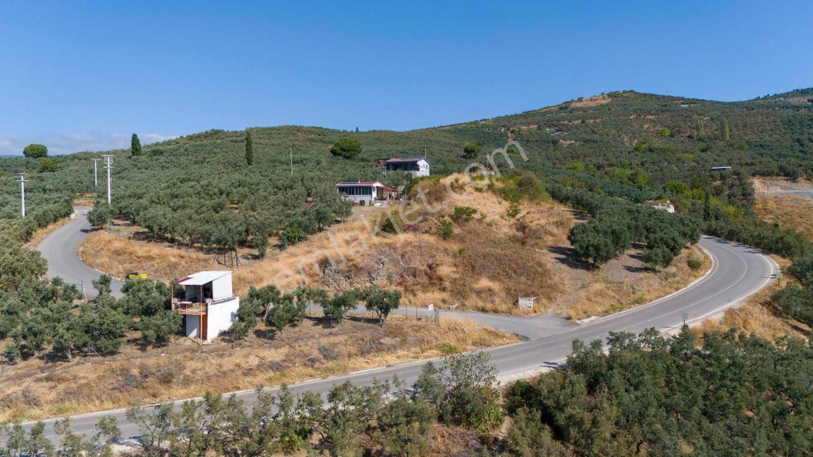 Köşem Emlaktan Satılık Zeytinlik - Görsel 19