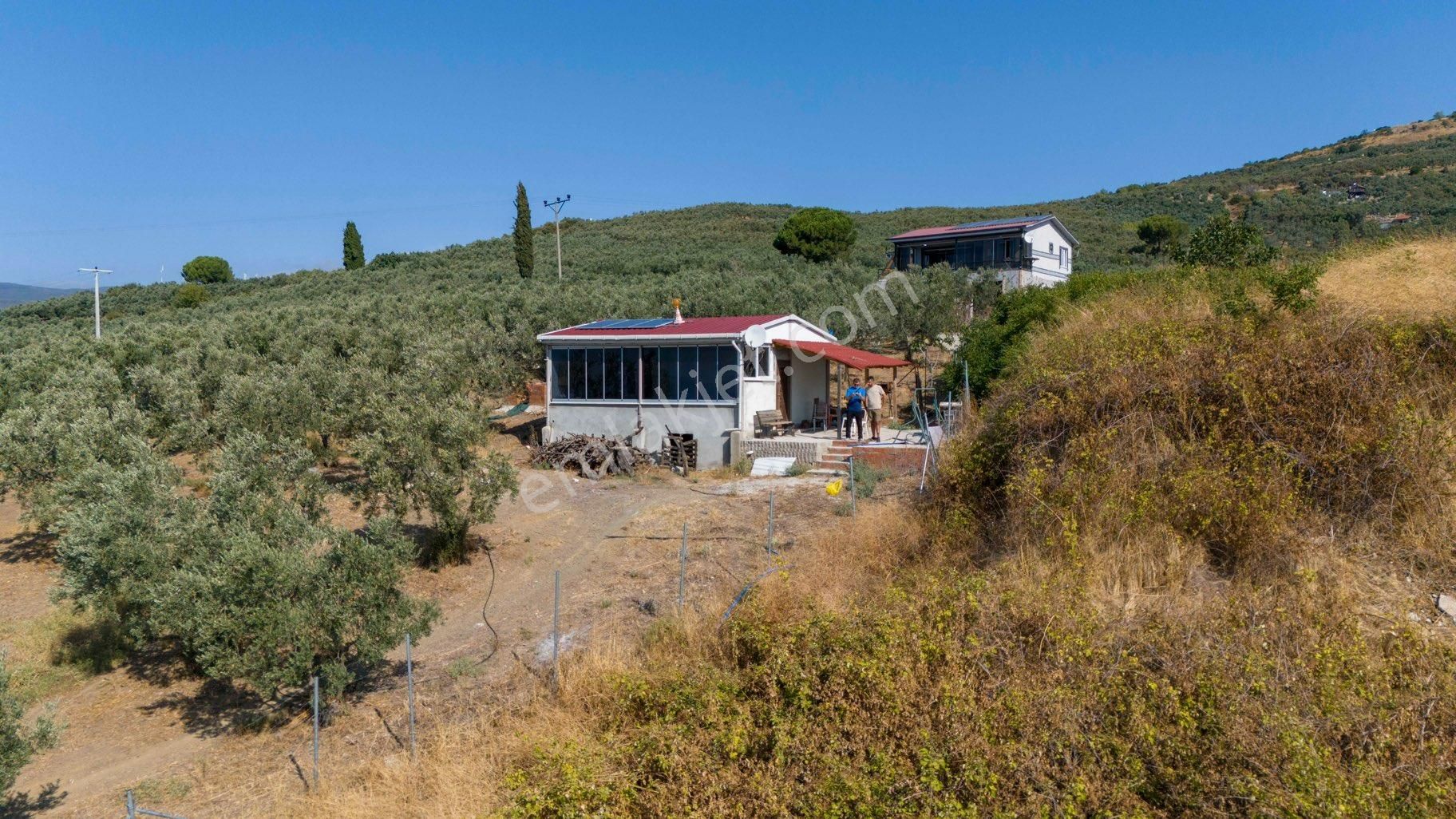 Köşem Emlaktan Satılık Zeytinlik