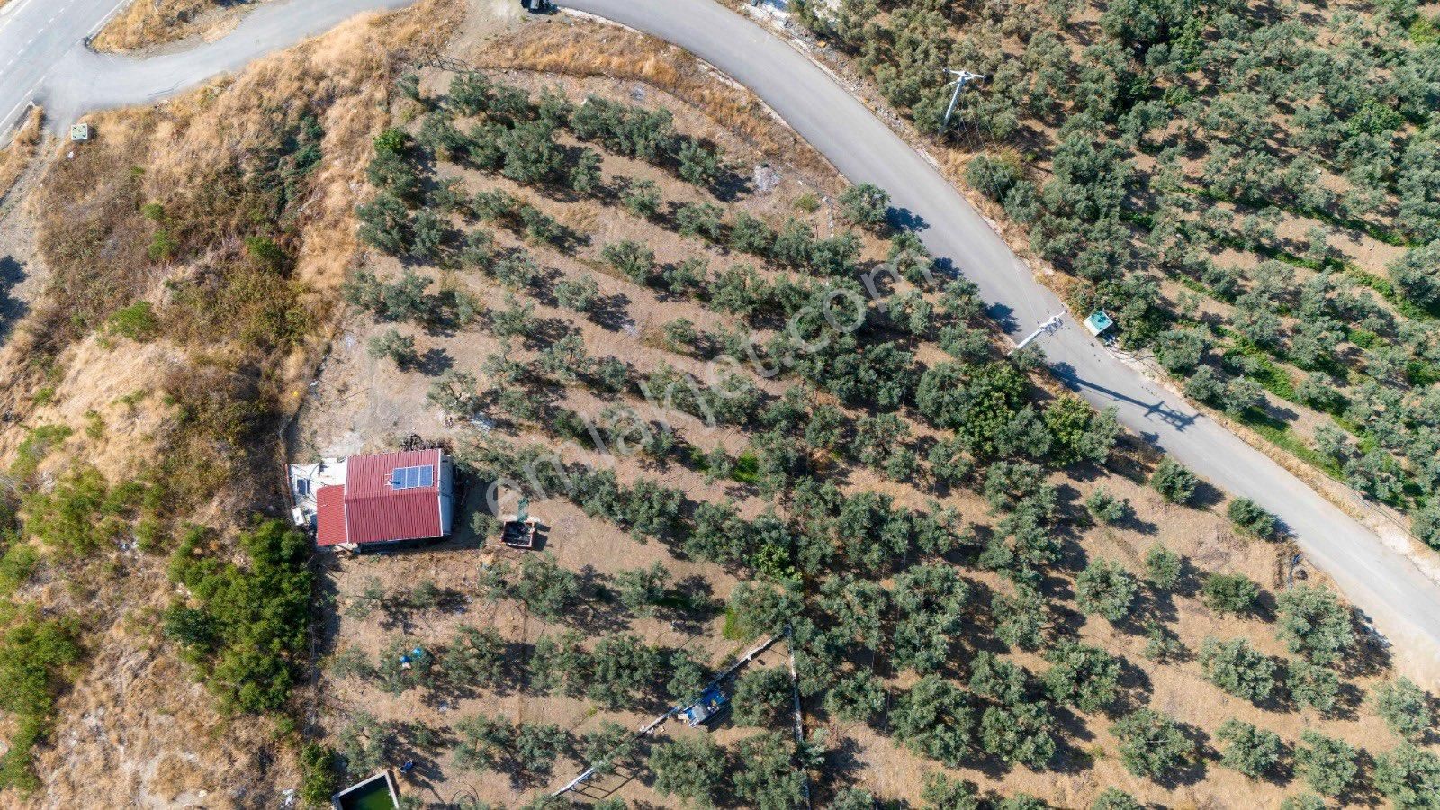 Köşem Emlaktan Satılık Zeytinlik - Görsel 21