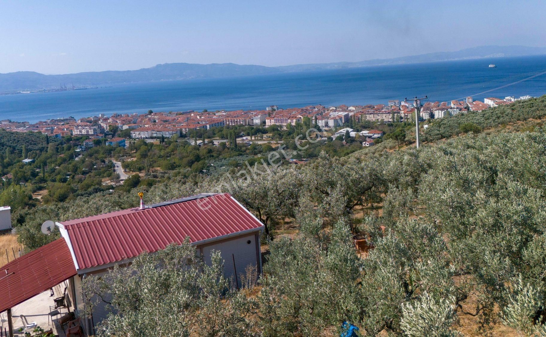Köşem Emlaktan Satılık Zeytinlik - Görsel 7