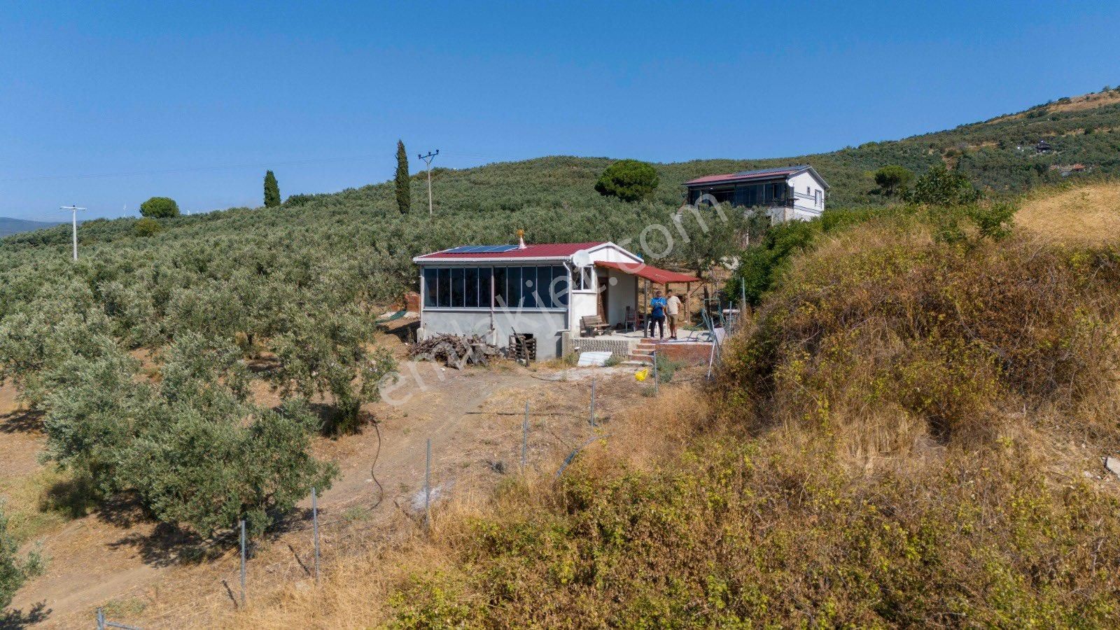 Köşem Emlaktan Satılık Zeytinlik - Görsel 18