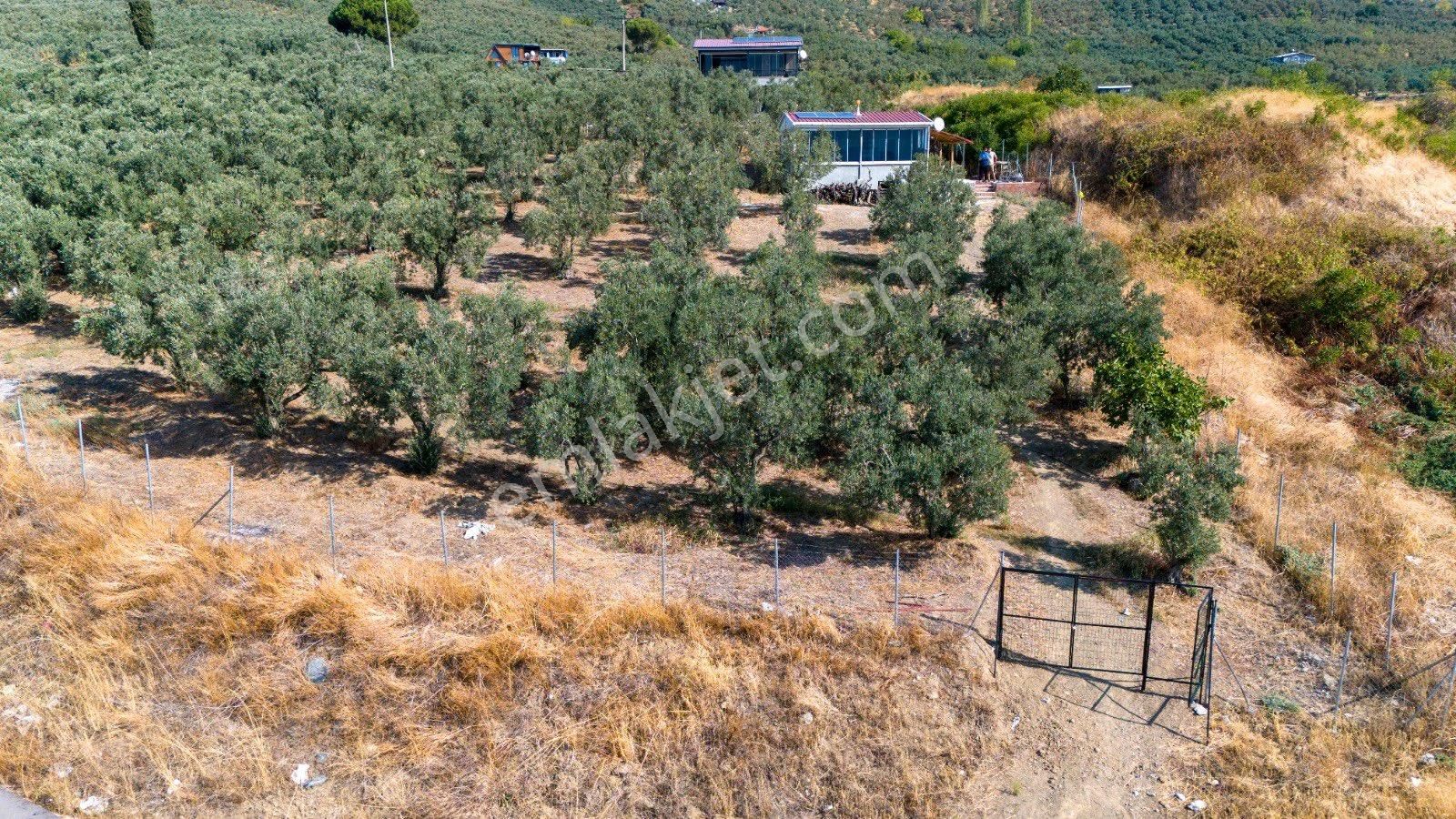 Köşem Emlaktan Satılık Zeytinlik - Görsel 20
