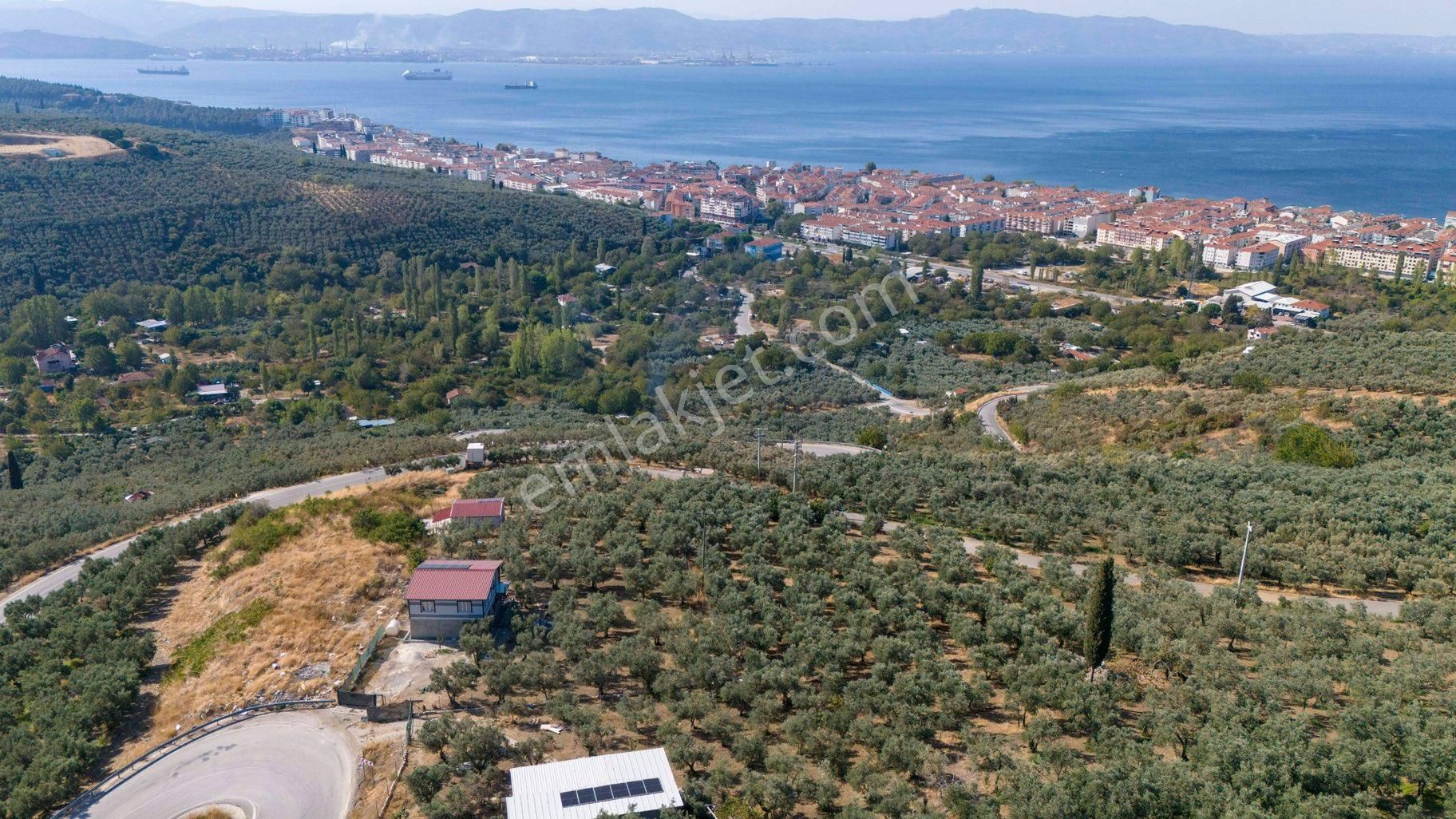 Köşem Emlaktan Satılık Zeytinlik - Görsel 8