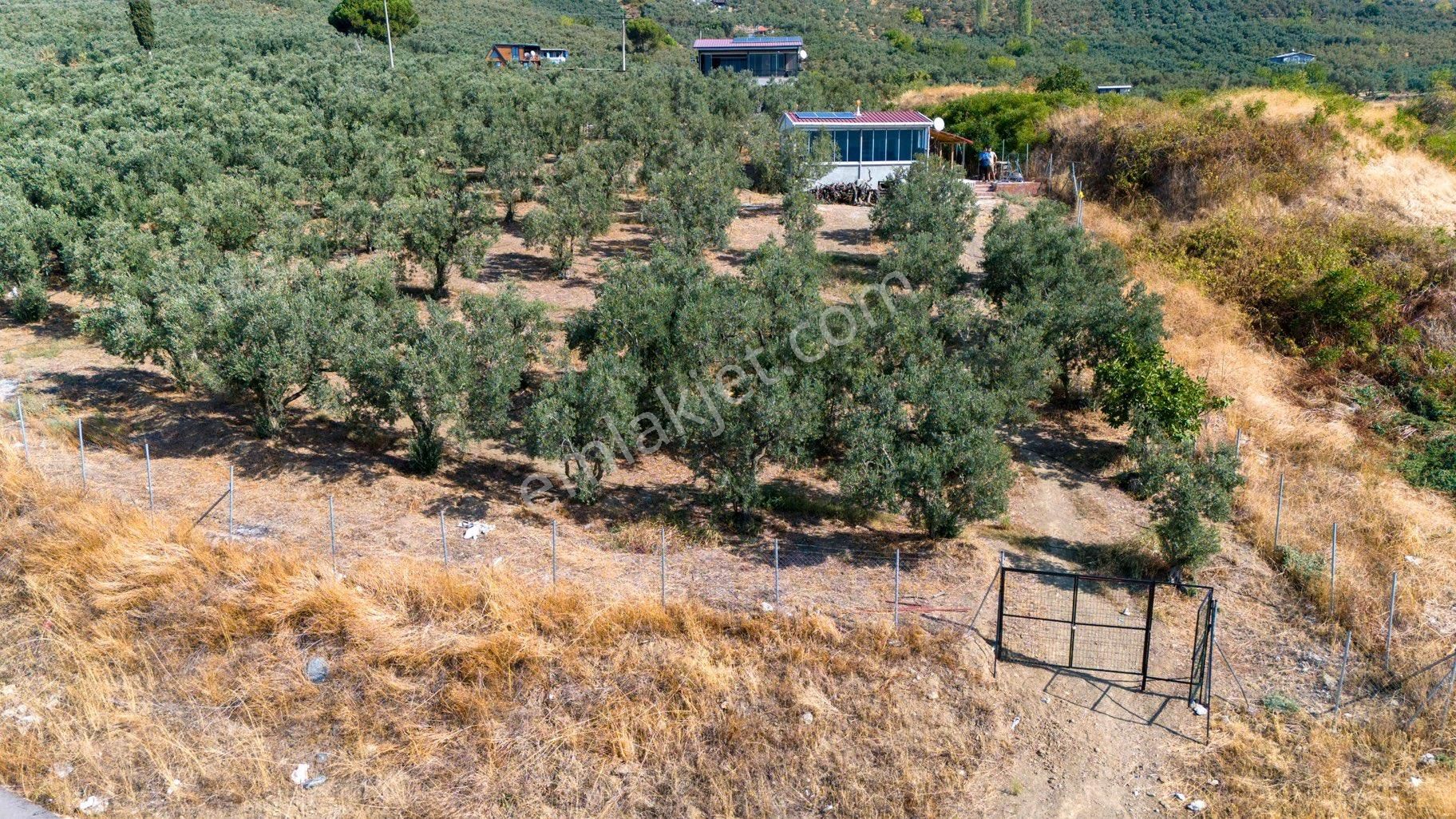 Köşem Emlaktan Satılık Zeytinlik - Görsel 3