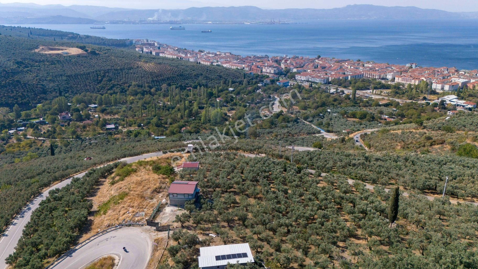 Köşem Emlaktan Satılık Zeytinlik - Görsel 6