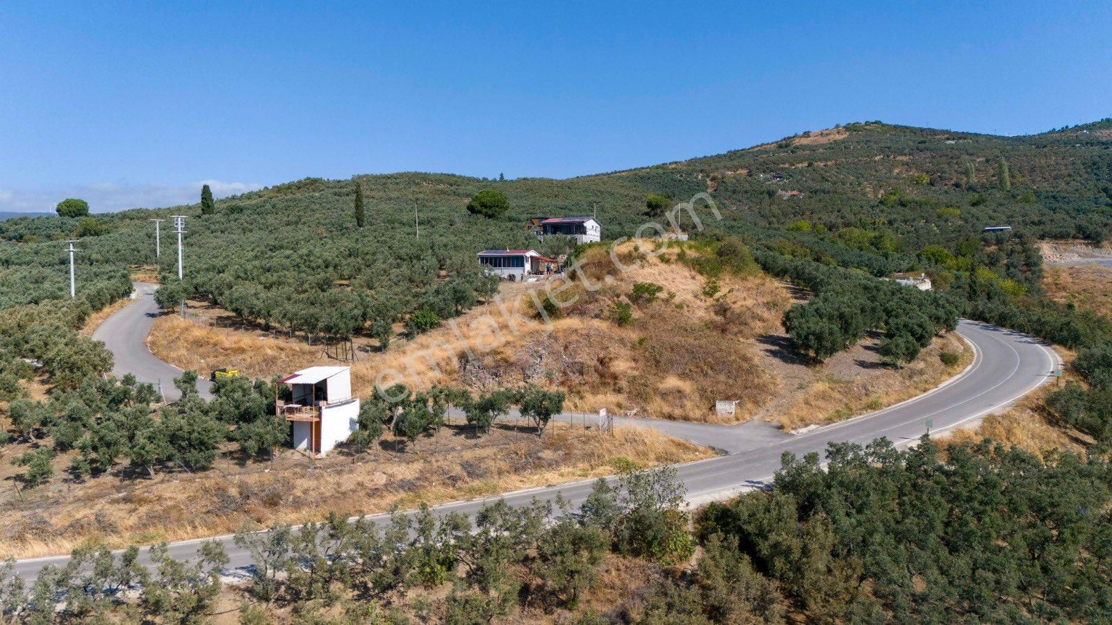 Köşem Emlaktan Satılık Zeytinlik - Görsel 15