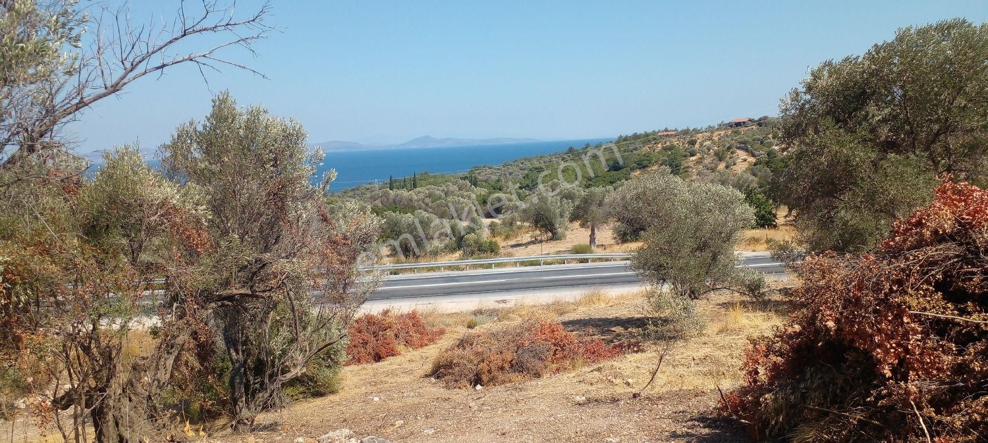 Mor Çiçek Emlak Karaburun Kösedere Anayola Cepheli Tarla - Görsel 8