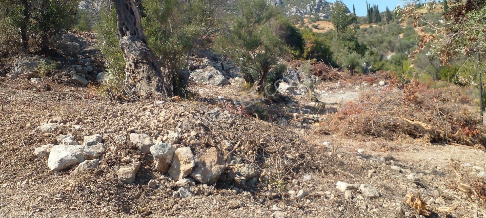 Mor Çiçek Emlak Karaburun Kösedere Anayola Cepheli Tarla - Görsel 15