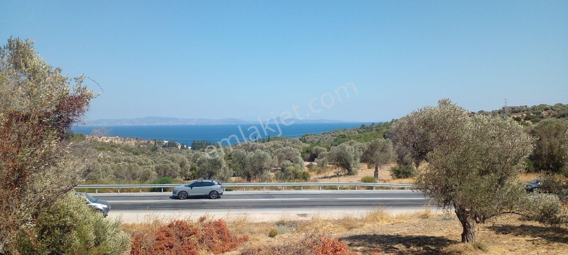 Mor Çiçek Emlak Karaburun Kösedere Anayola Cepheli Tarla - Görsel 13