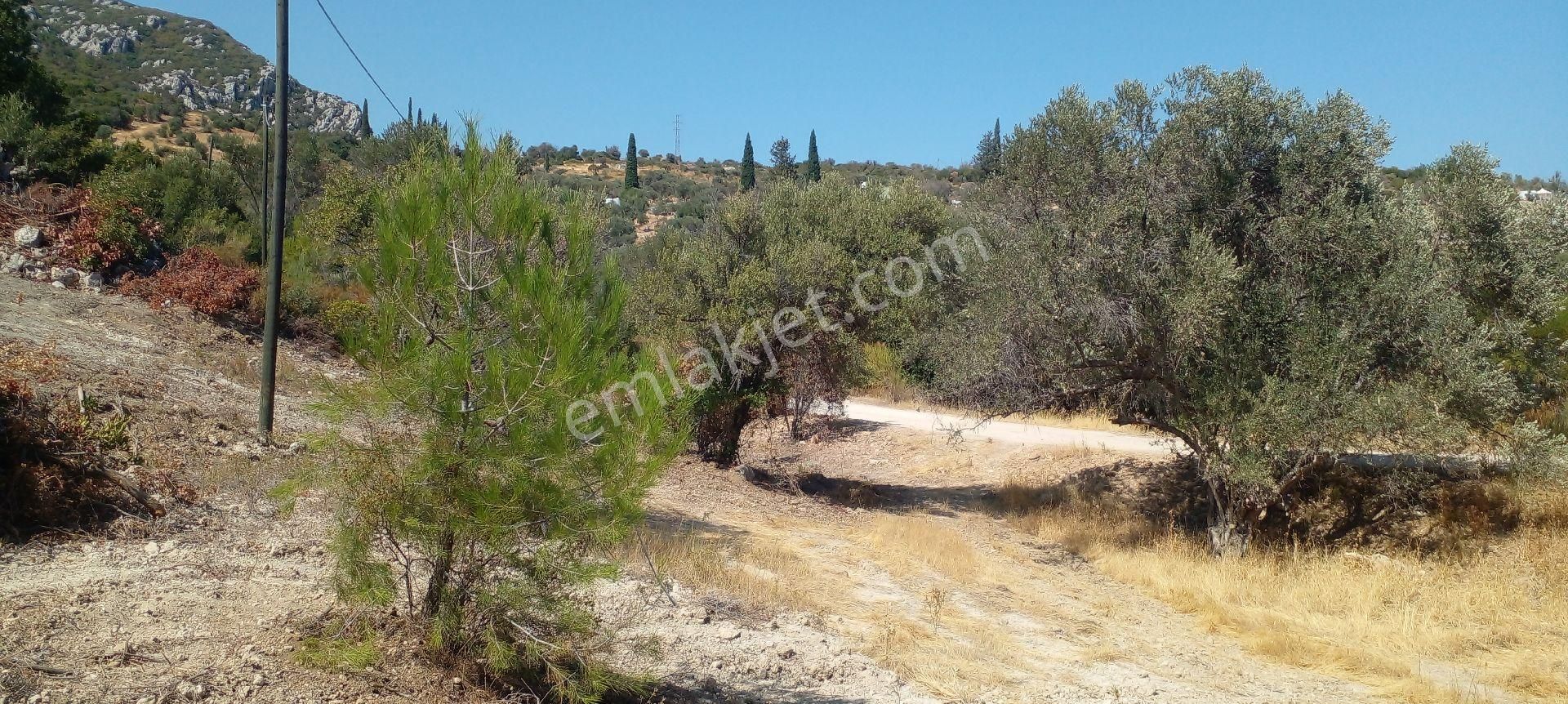 Mor Çiçek Emlak Karaburun Kösedere Anayola Cepheli Tarla - Görsel 18