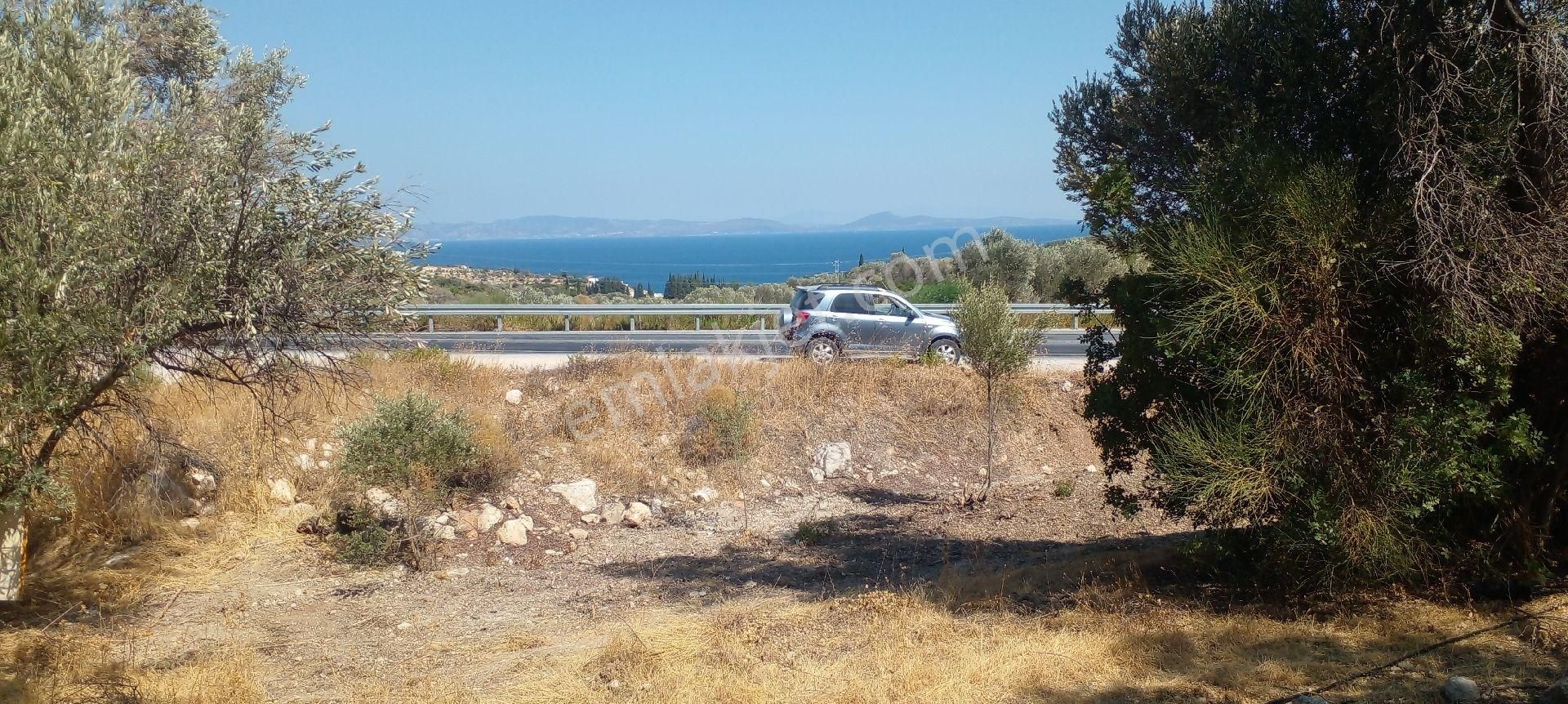 Mor Çiçek Emlak Karaburun Kösedere Anayola Cepheli Tarla - Görsel 17