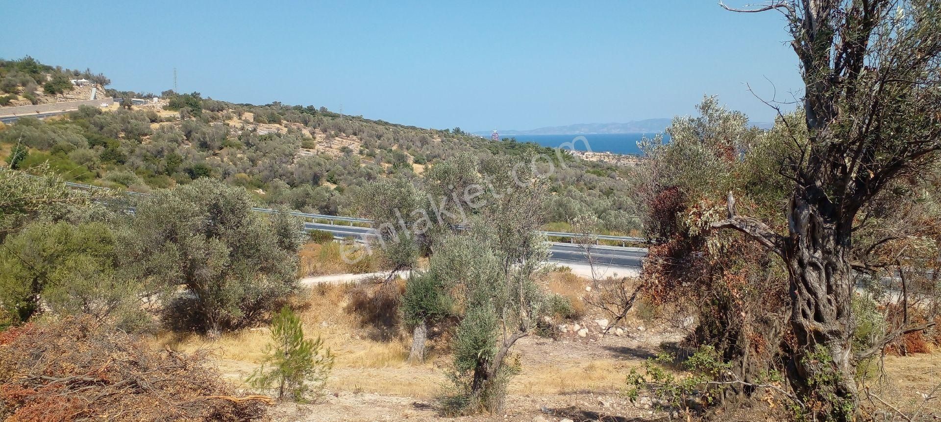 Mor Çiçek Emlak Karaburun Kösedere Anayola Cepheli Tarla - Görsel 9