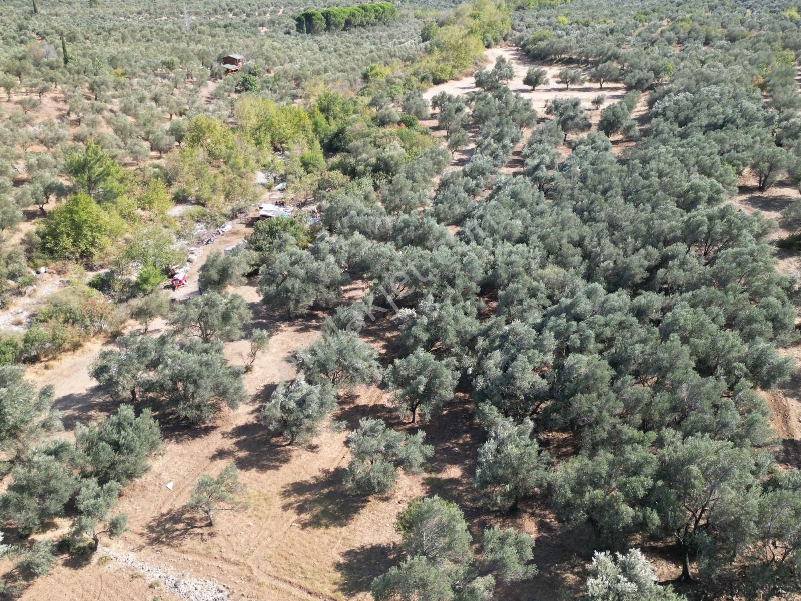 Sabri Pınarbaşı'dan Kızılkeçili'de Satılık 19.783m2 Yatırımlık Zeytinlik - Görsel 9