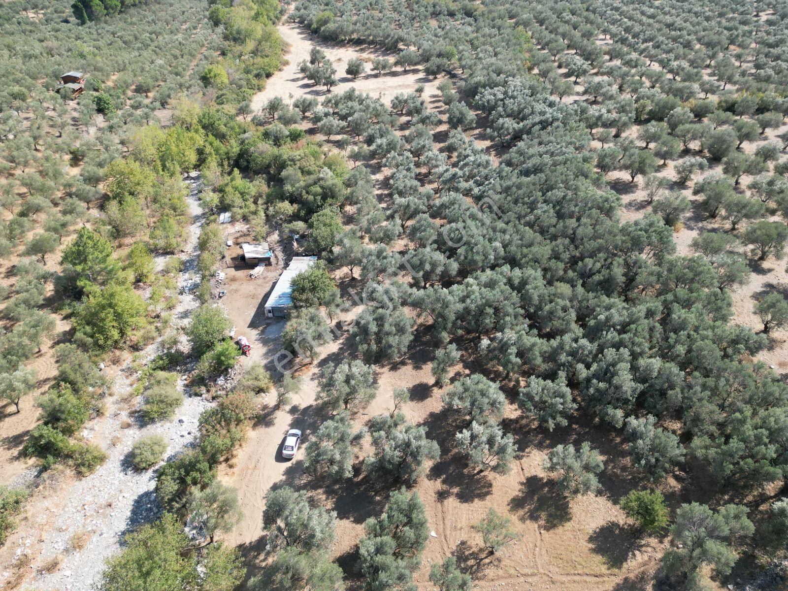 Sabri Pınarbaşı'dan Kızılkeçili'de Satılık 19.783m2 Yatırımlık Zeytinlik - Görsel 16