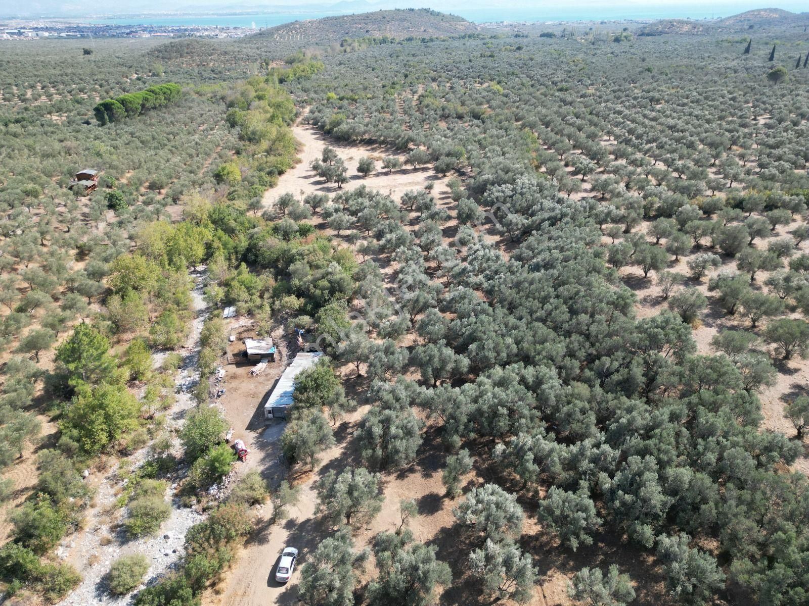 Sabri Pınarbaşı'dan Kızılkeçili'de Satılık 19.783m2 Yatırımlık Zeytinlik - Görsel 17