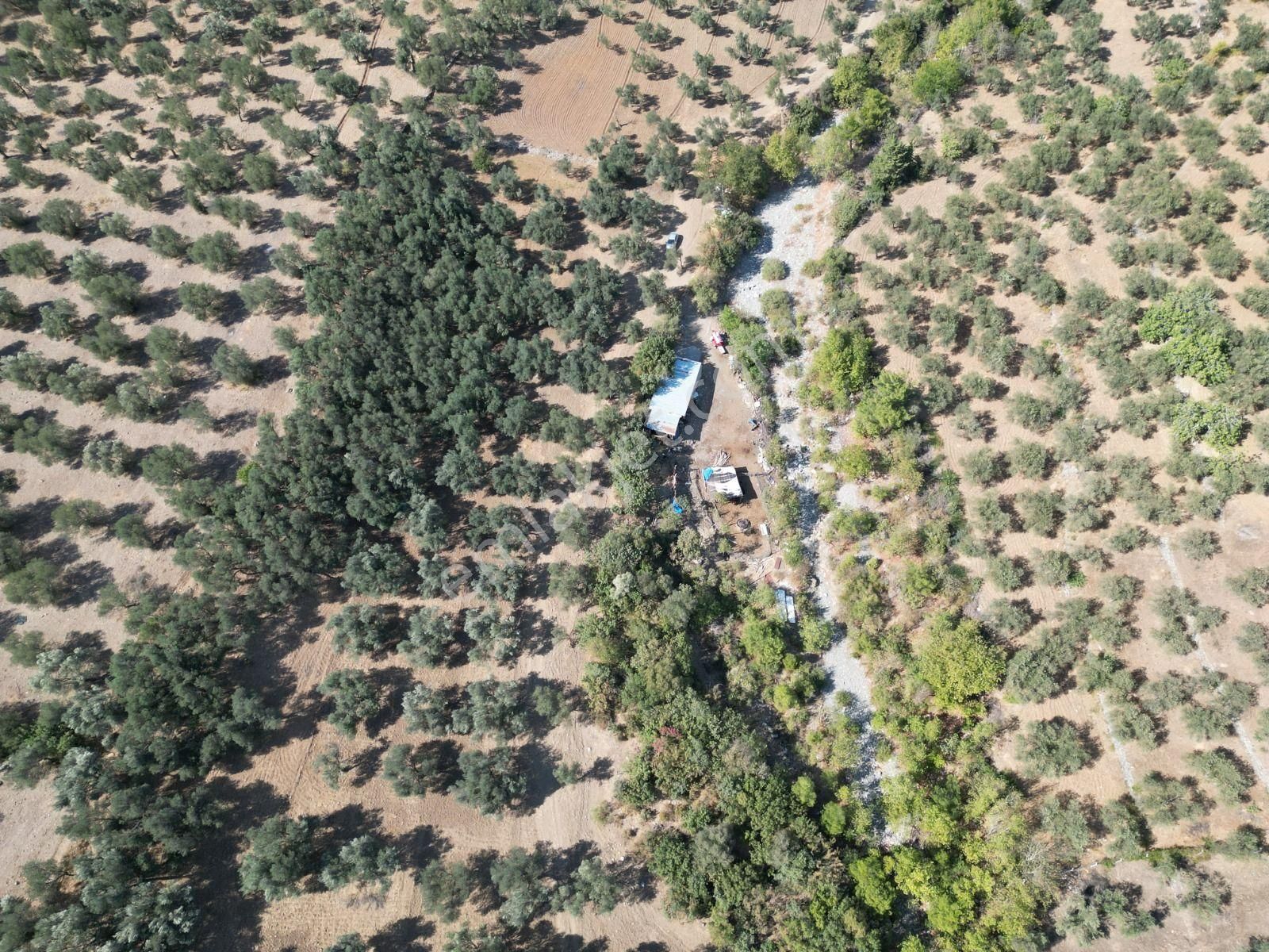 Sabri Pınarbaşı'dan Kızılkeçili'de Satılık 19.783m2 Yatırımlık Zeytinlik - Görsel 15