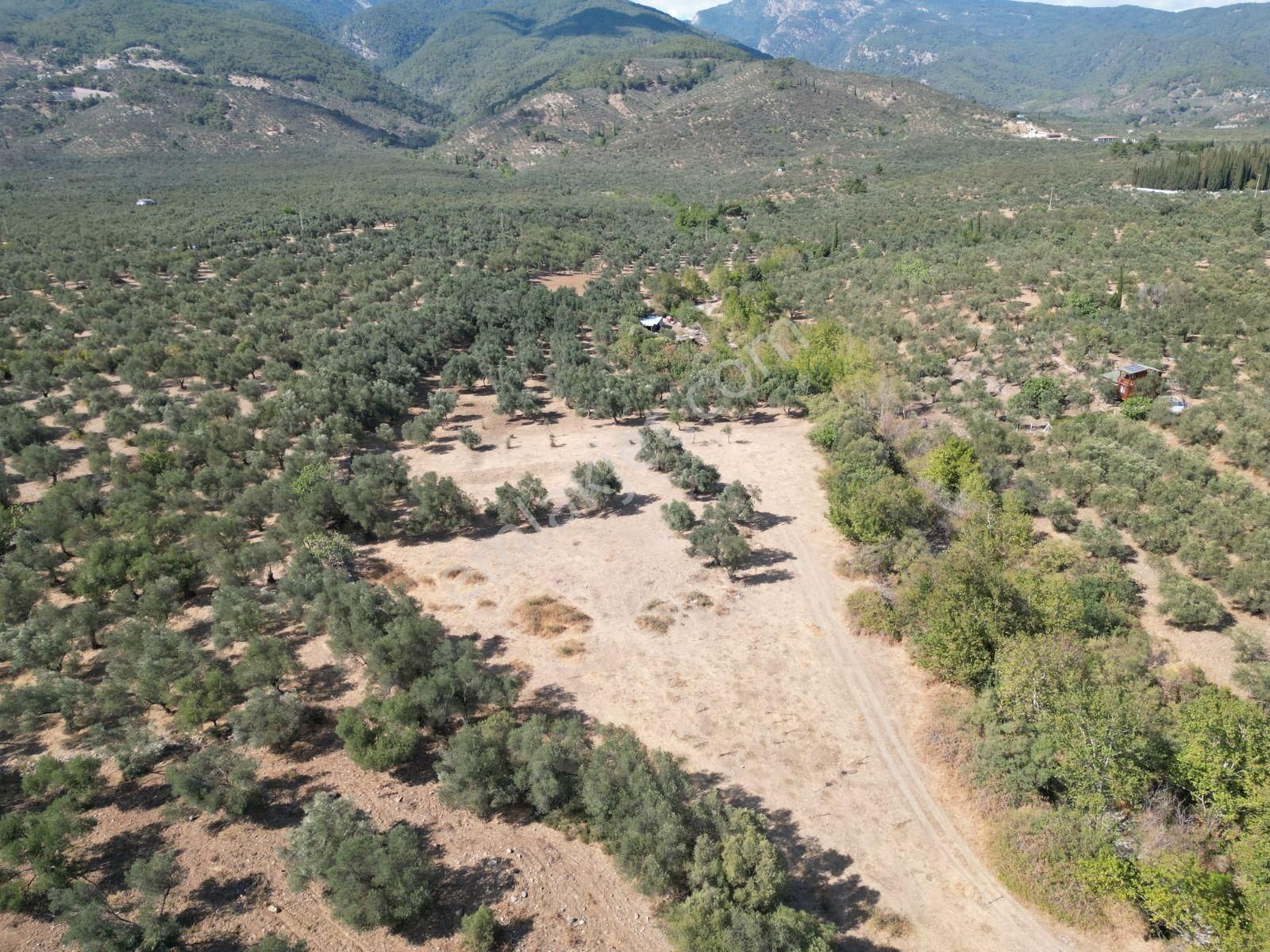 Sabri Pınarbaşı'dan Kızılkeçili'de Satılık 19.783m2 Yatırımlık Zeytinlik - Görsel 14
