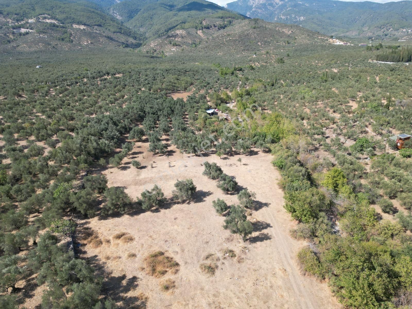 Sabri Pınarbaşı'dan Kızılkeçili'de Satılık 19.783m2 Yatırımlık Zeytinlik - Görsel 13