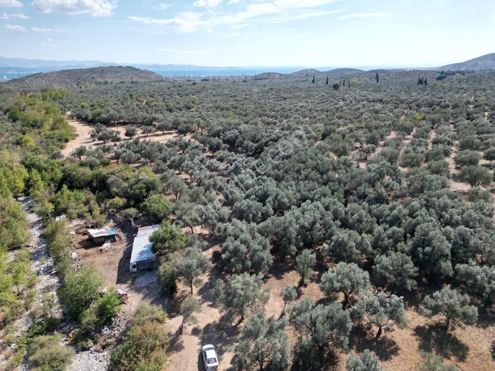 Sabri Pınarbaşı'dan Kızılkeçili'de Satılık 19.783m2 Yatırımlık Zeytinlik - Görsel 6