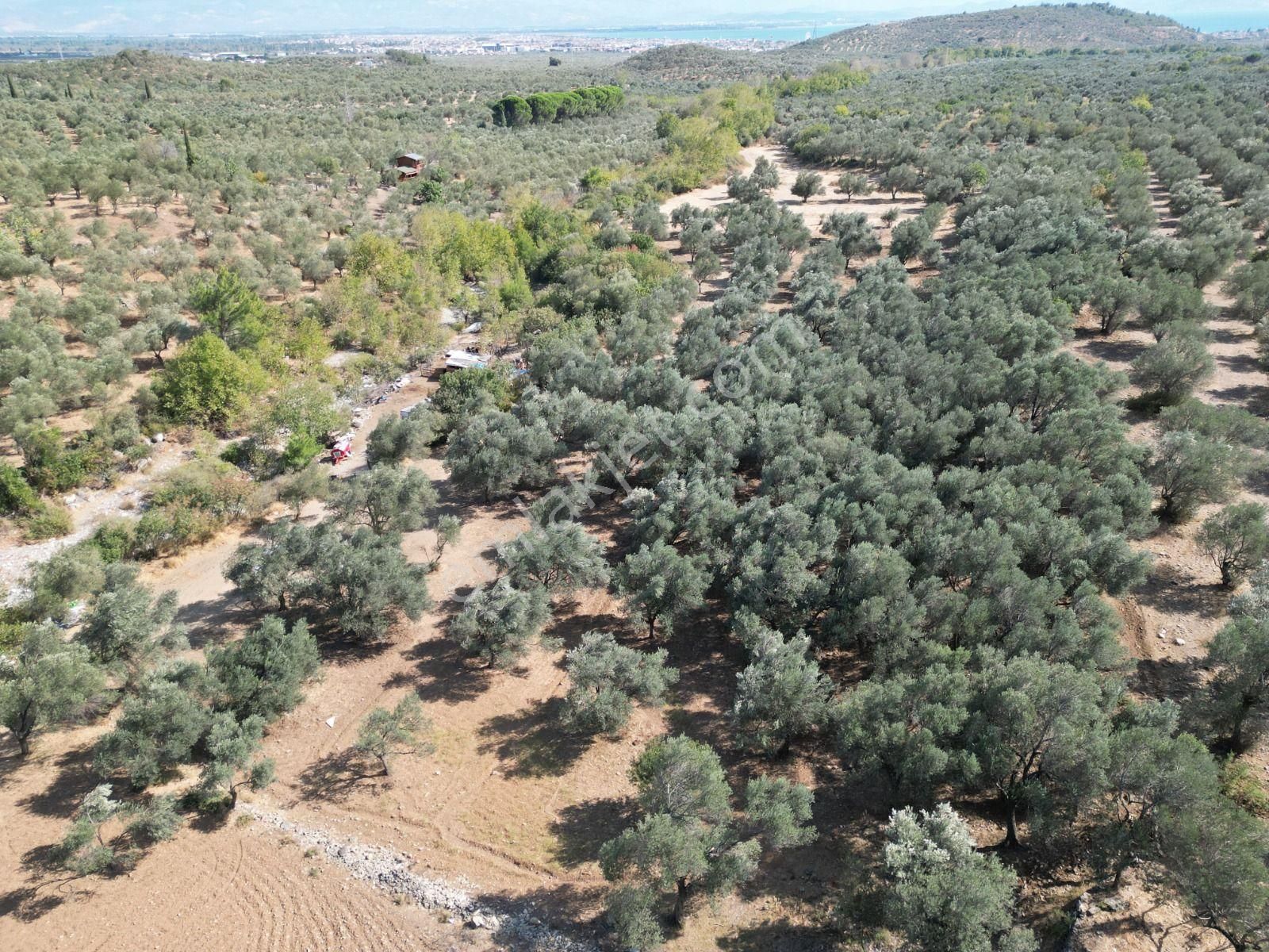 Sabri Pınarbaşı'dan Kızılkeçili'de Satılık 19.783m2 Yatırımlık Zeytinlik - Görsel 3